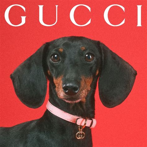 chihuahua kleding gucci|gucci pets.